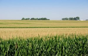 midwest corn field